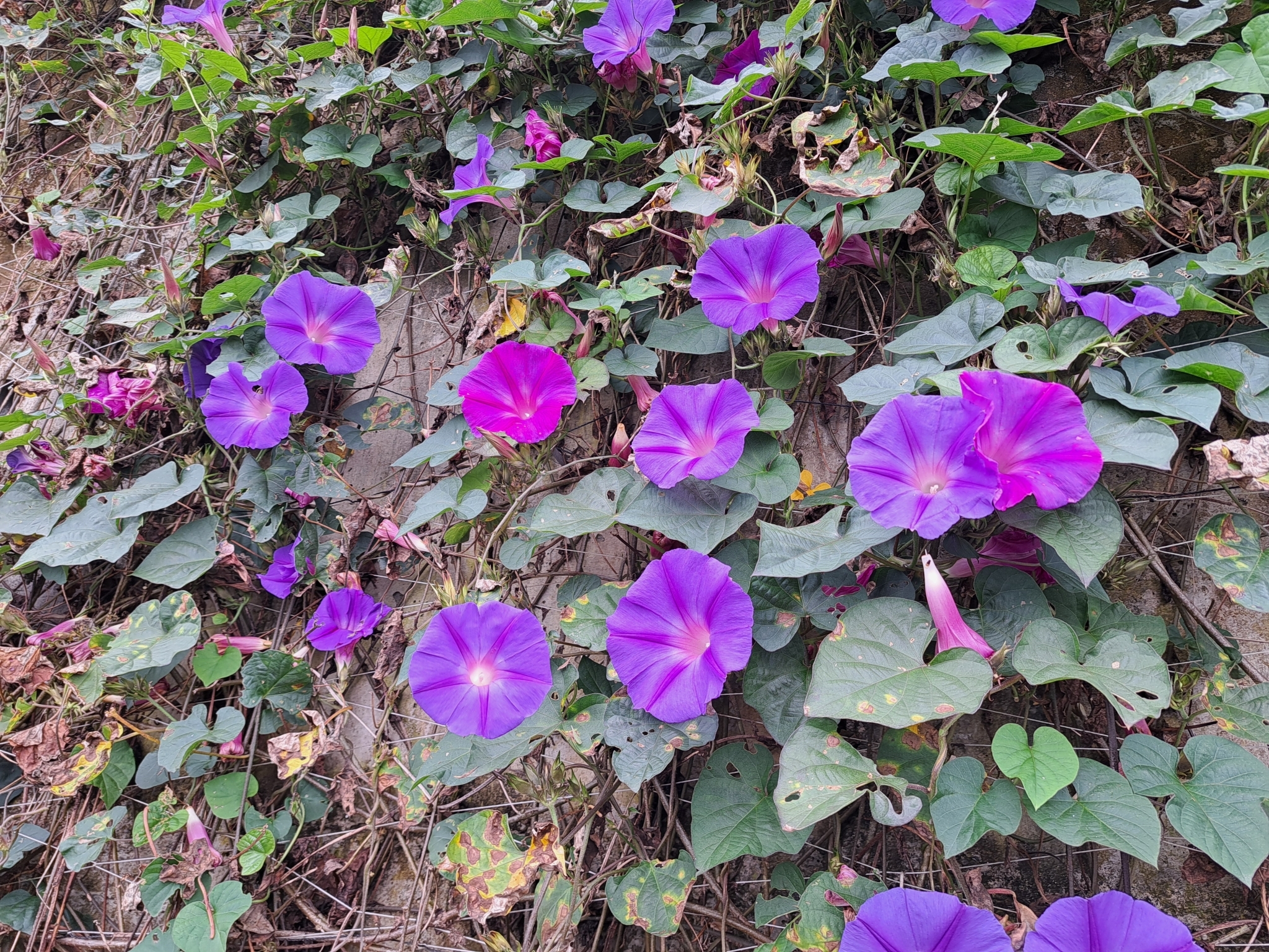 Imagem de Flor de janeiro