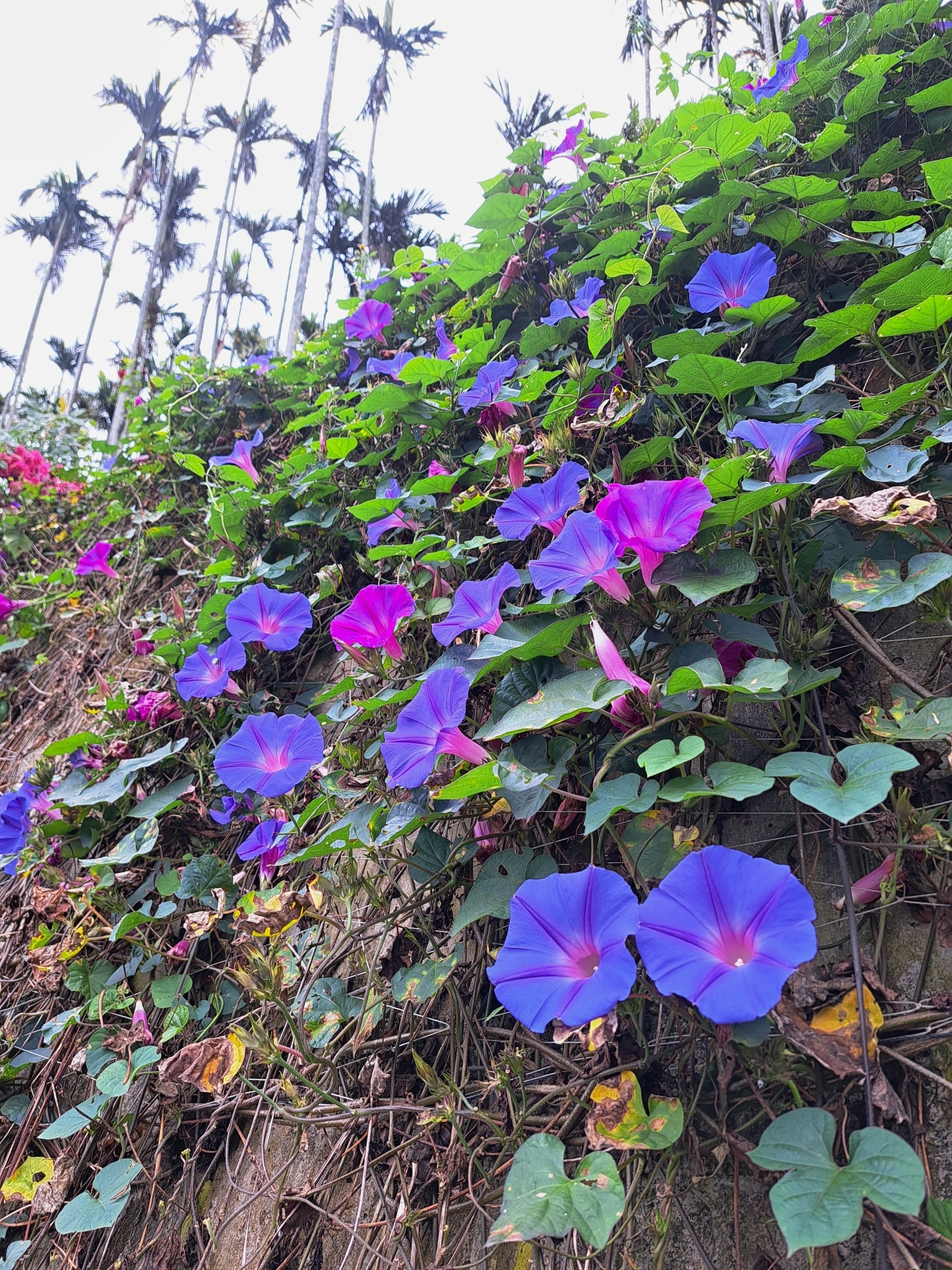 Imagem de Flor de janeiro