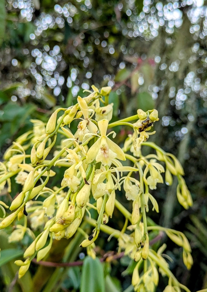 Epidendrum densifolium Kraenzl.