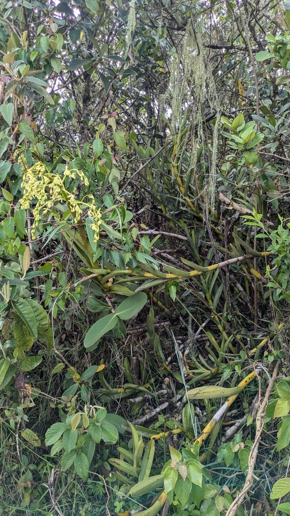 Epidendrum densifolium Kraenzl. 2