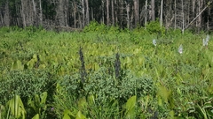 Baptisia australis aberrans