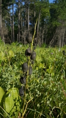 Baptisia australis aberrans