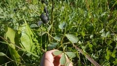 Baptisia australis aberrans