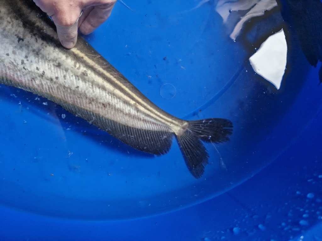 Wallago leerii (Wallago leerii)