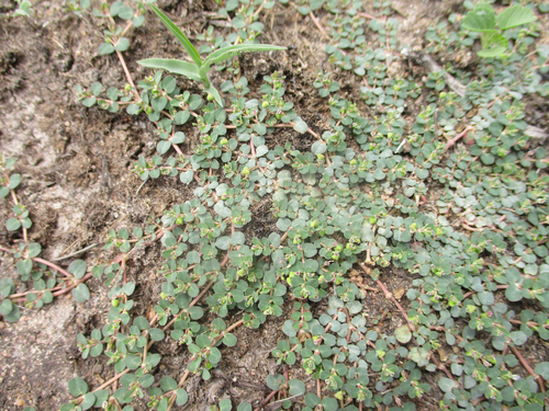 Foto de Quebra-pedras, quebra-pedras-roxo, erva-pombinha, saxifraga, burra-leiteira, erva-de-santa-luzia, caá-cambui.