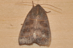 Ipimorpha pleonectusa