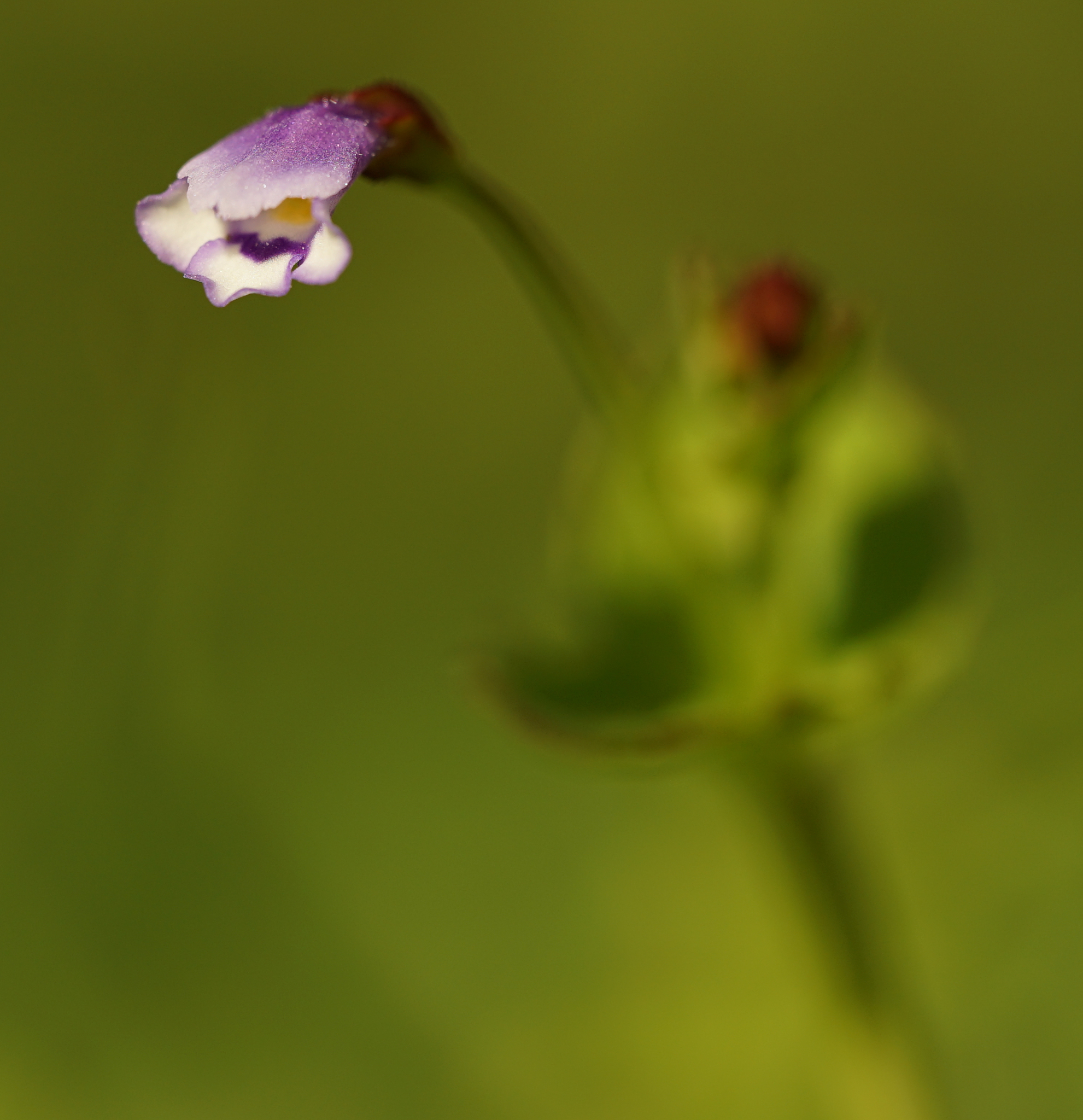 Imagem de Torenia