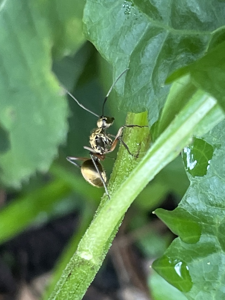 Pure Gold Spiny Sugar ant (Polyrhachis andromache)