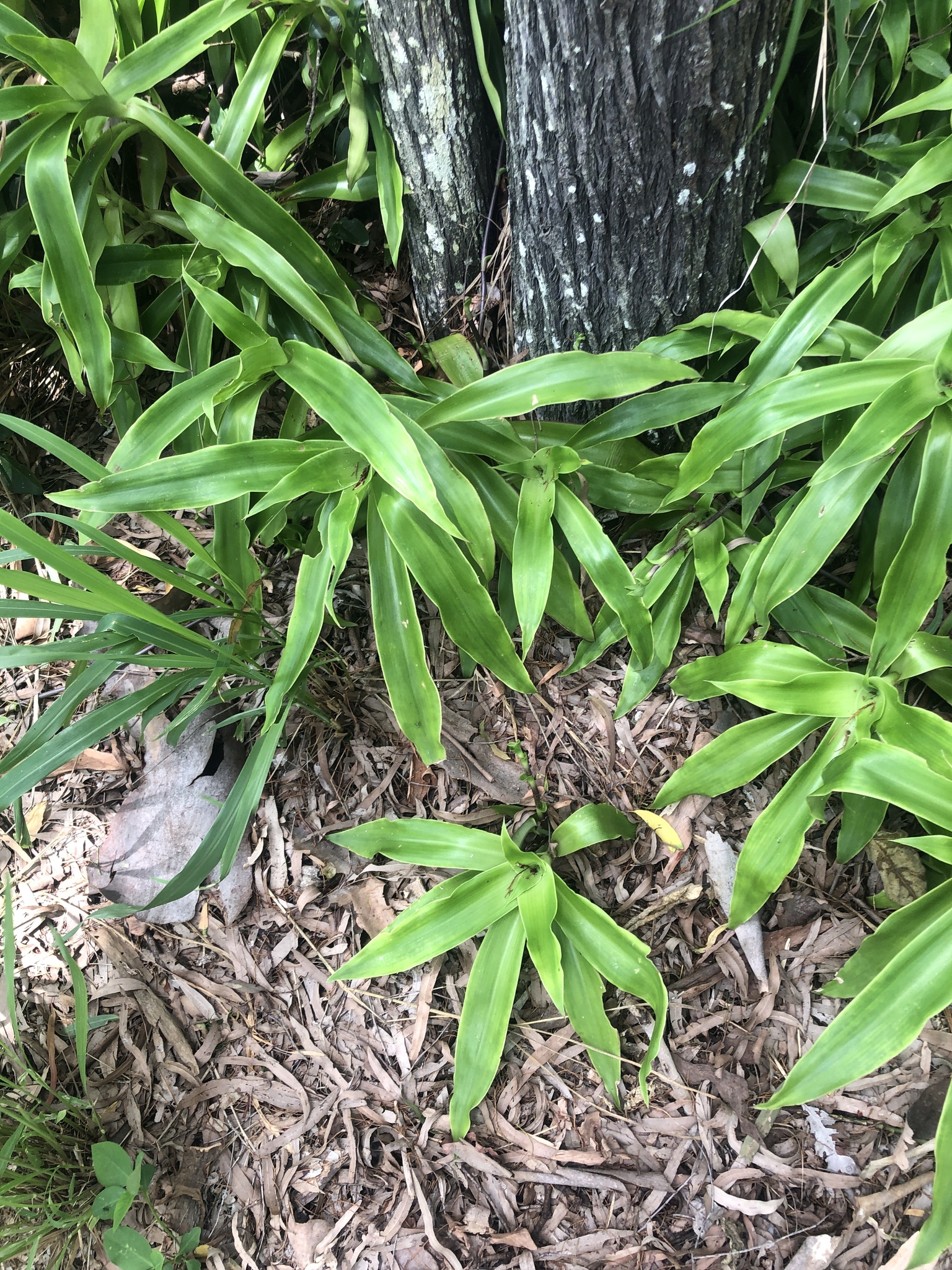 Imagem de Planta de cesta