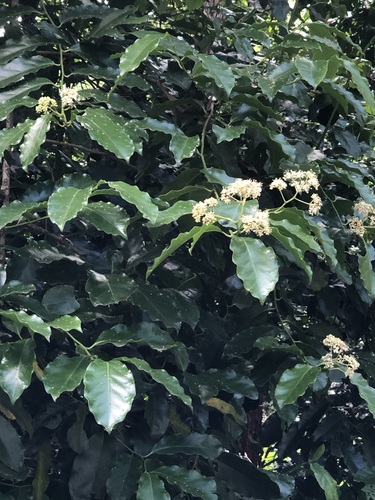 Pennantia cunninghamii (Pennantia cunninghamii)