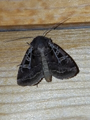 Euxoa divergens
