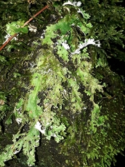 Pseudocyphellaria chloroleuca