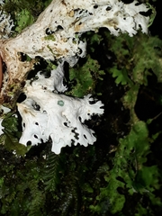 Pseudocyphellaria chloroleuca