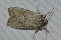 Lithophane patefacta