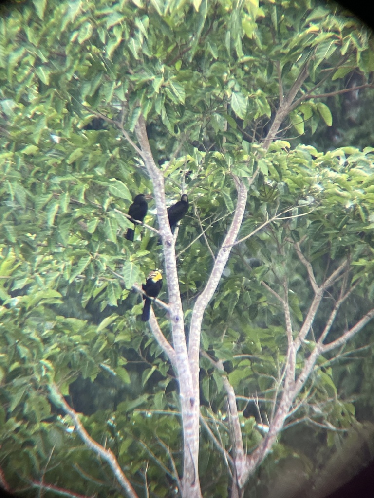 Sulawesi Hornbill (Rhabdotorrhinus exarhatus)