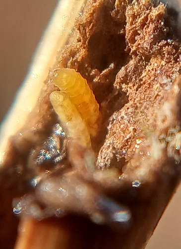 Microlasioptera flexuosa