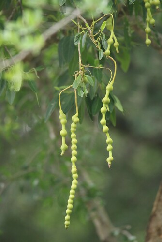 Foto de Catapreta