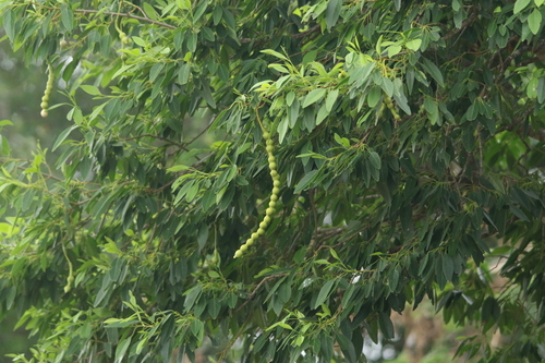 Foto de Catapreta