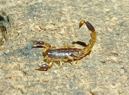 Lisposoma
