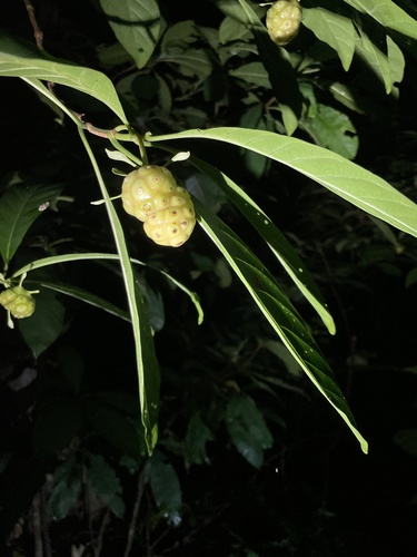 Morinda citrifolia
