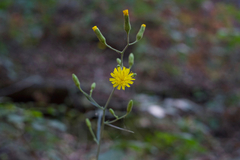 Pilosella arguta