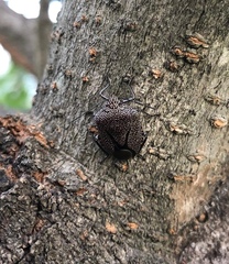 Pentatomini