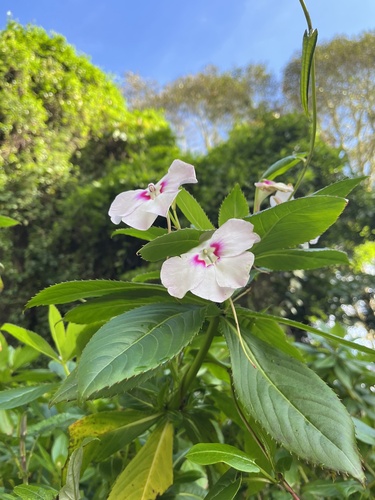 Foto de Maria-sem-vergonha