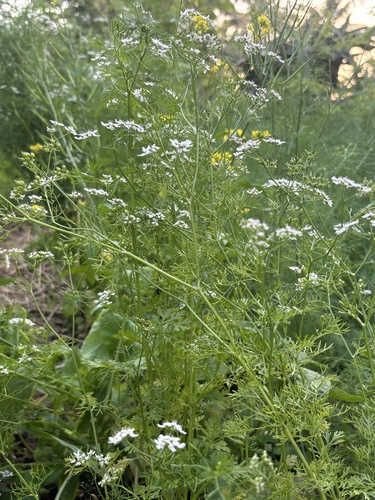 coriander