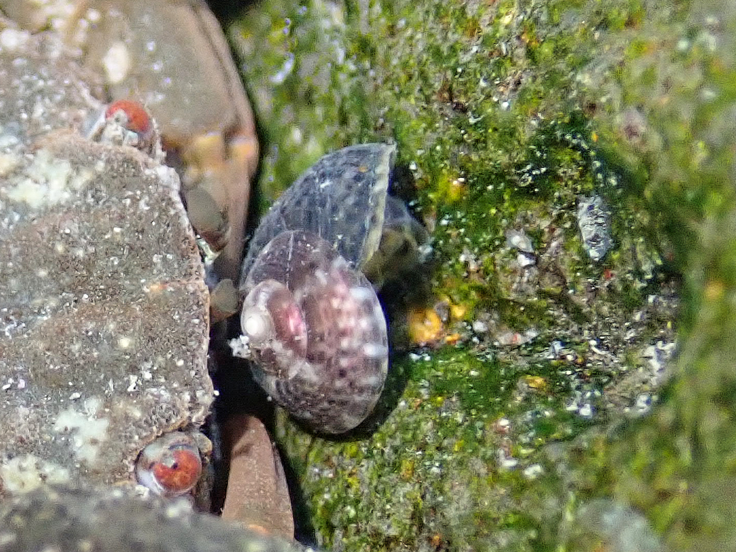 Gibbula spurca