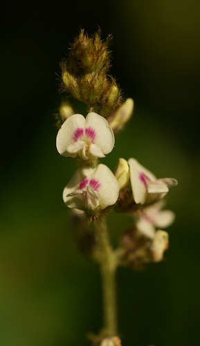 Neonotonia wightii
