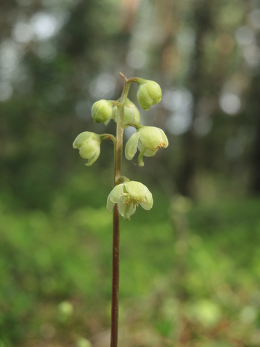 Pyrola chlorantha