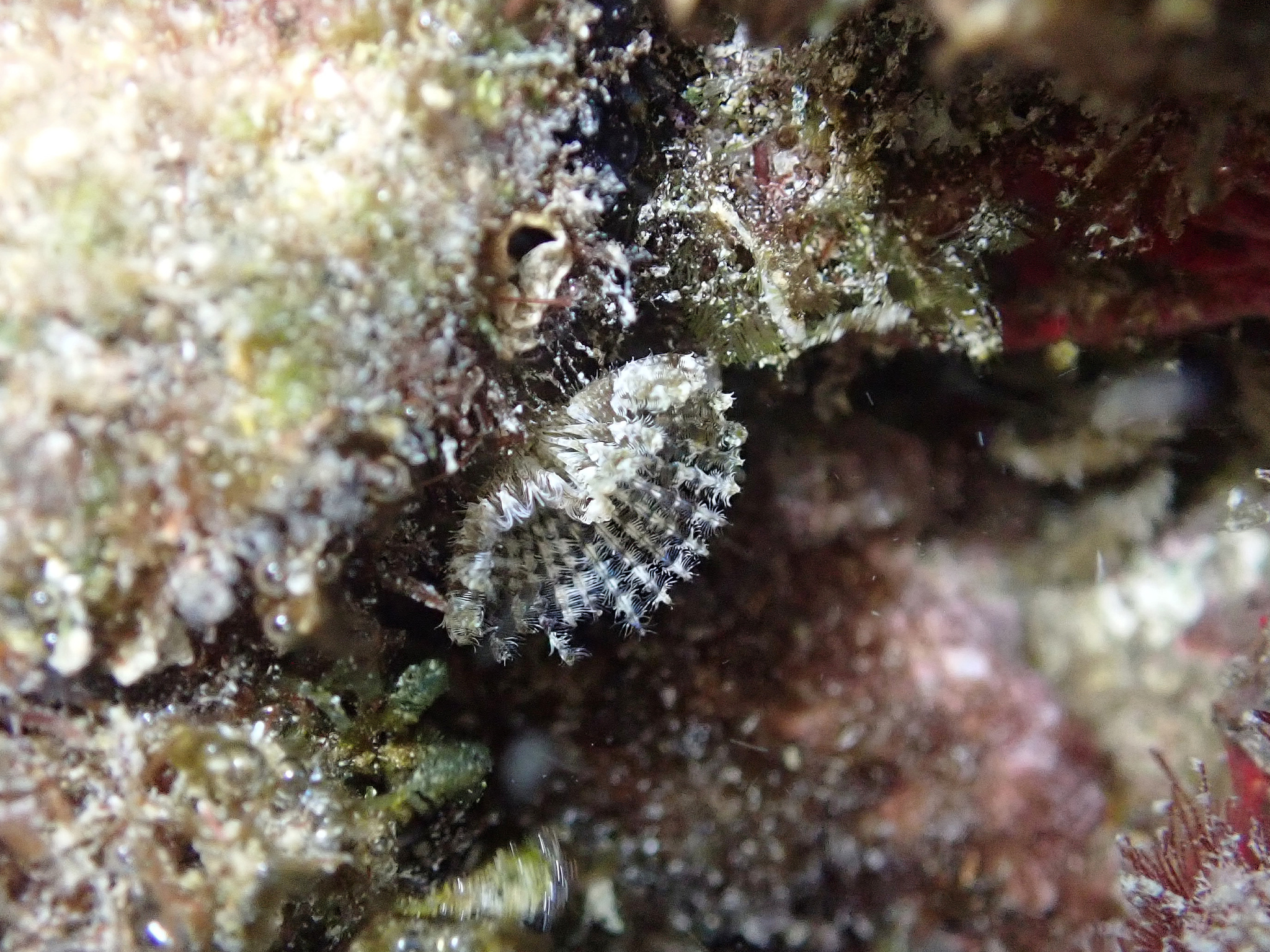 Branchiomma bairdi