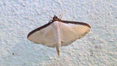 Cydalima laticostalis