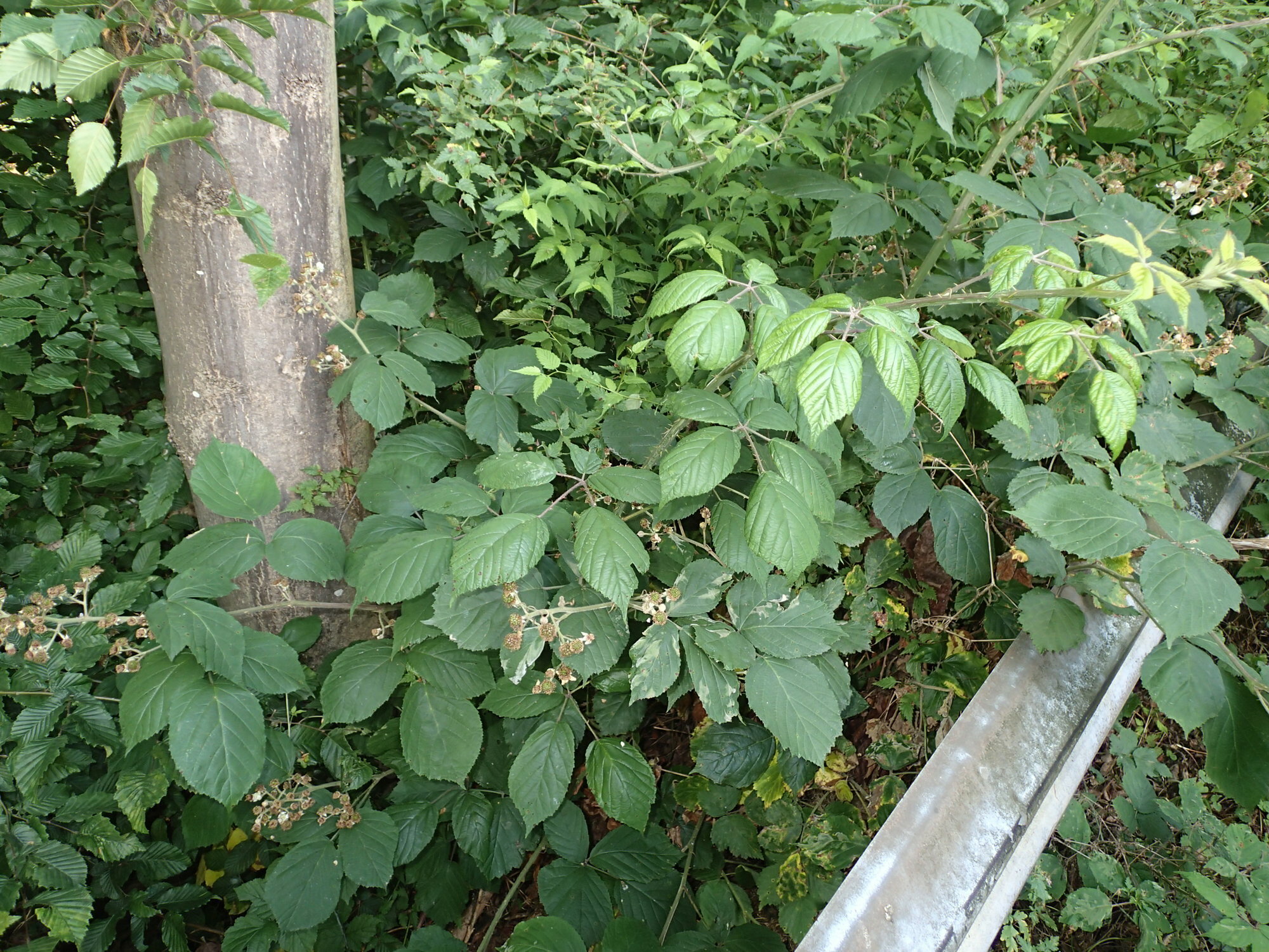 Rubus macrophyllus