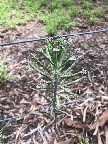 Foto de Flor da fortuna