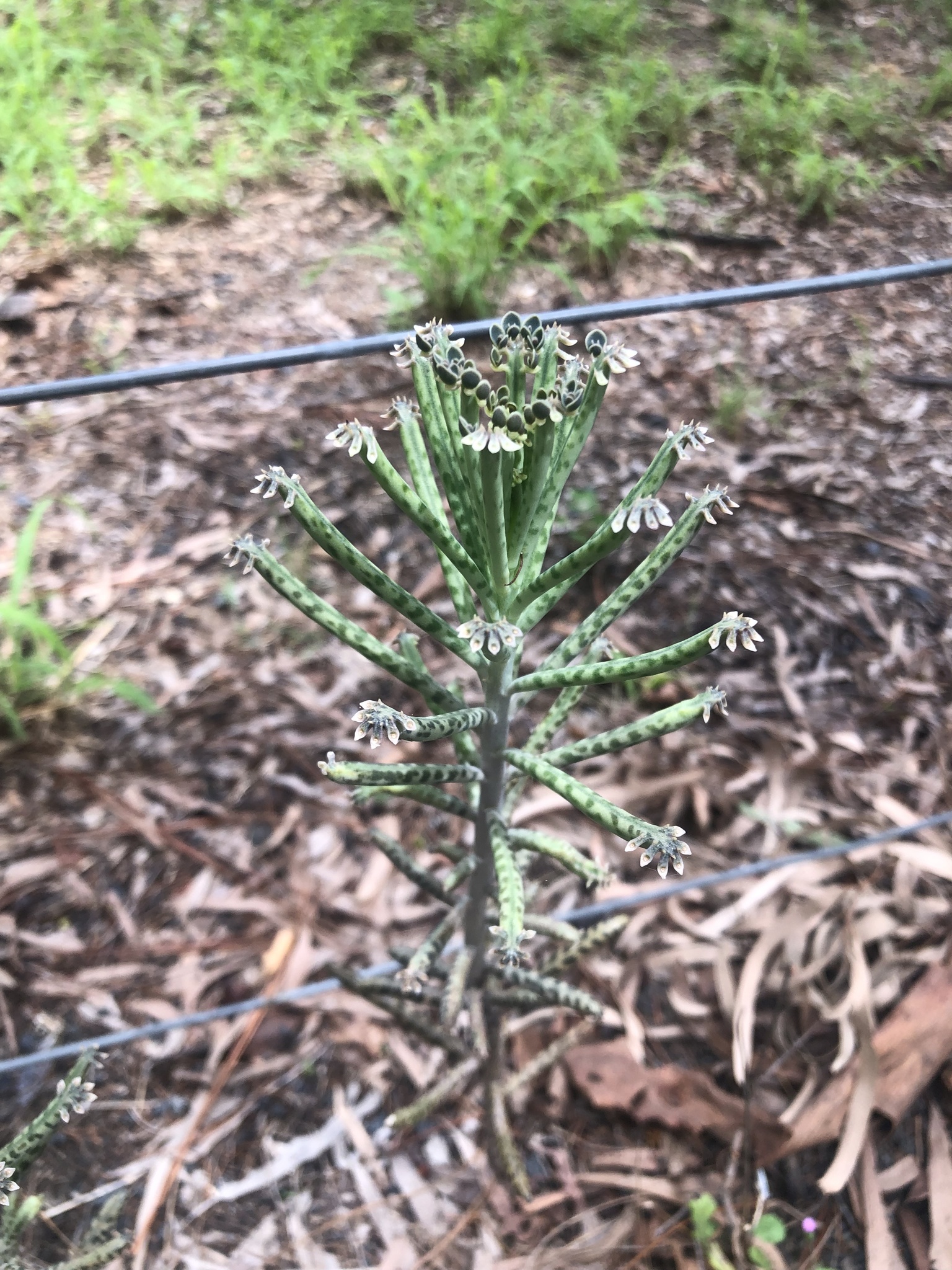 Imagem de Flor da fortuna