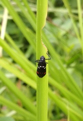 Callitettix versicolor