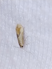 Batia lunaris