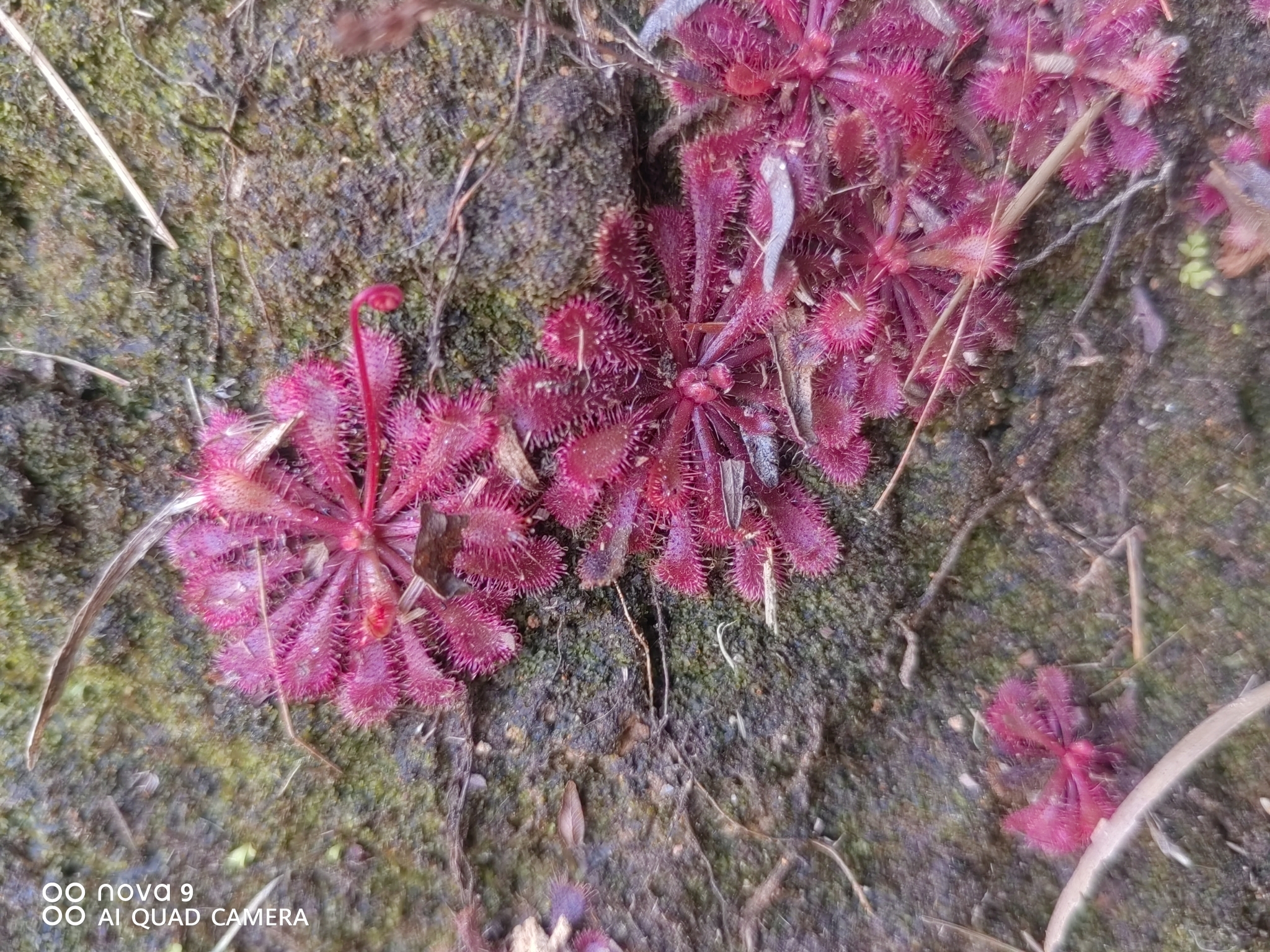 Imagem de Drosera espatulada