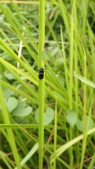 Callitettix versicolor