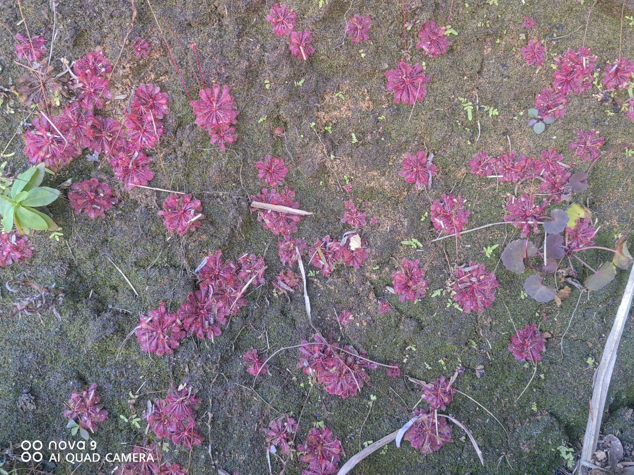 Imagem de Drosera espatulada