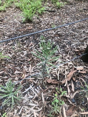 Foto de Flor da fortuna