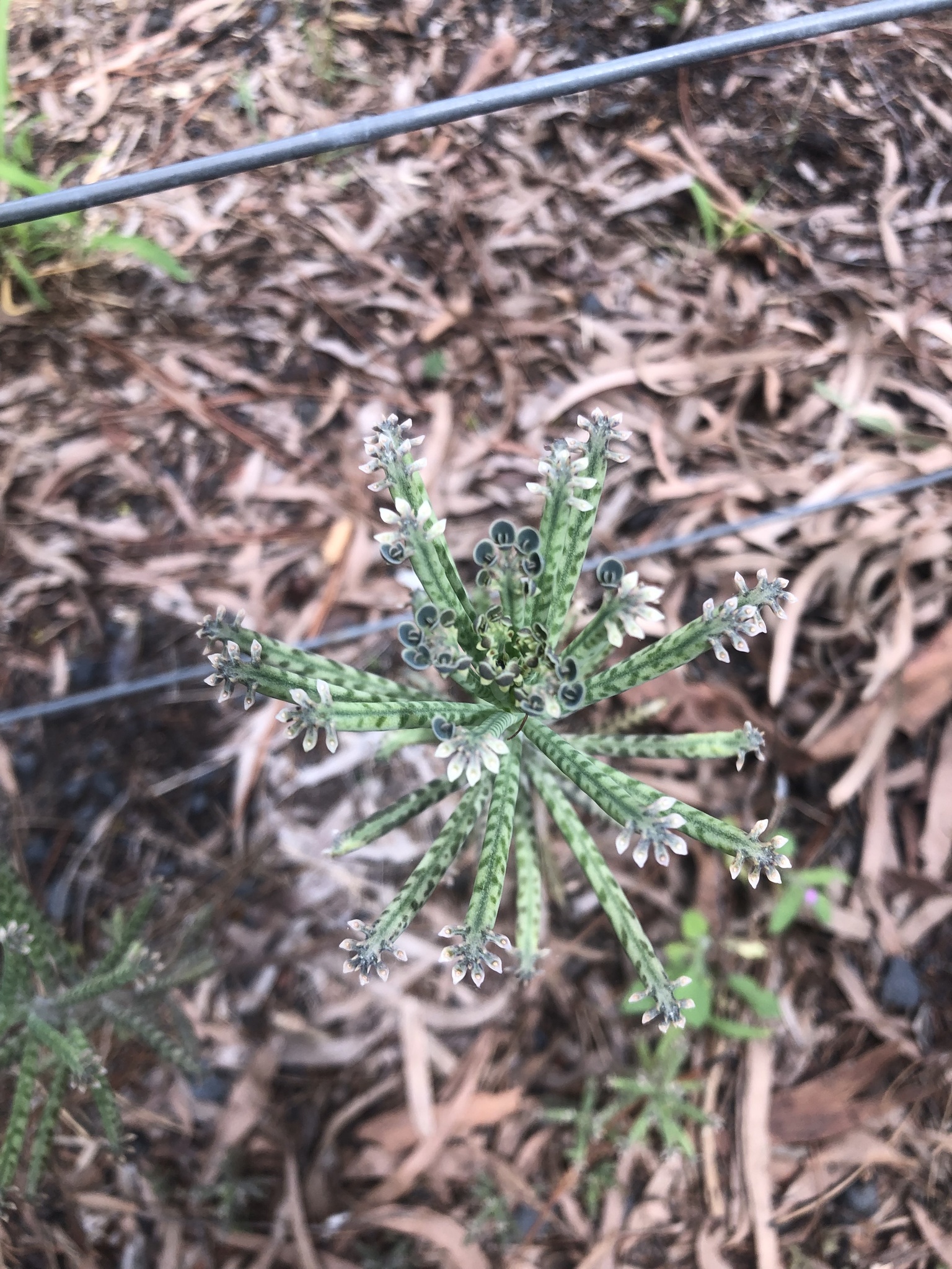 Imagem de Flor da fortuna
