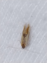 Batia lunaris