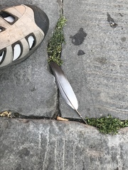 Columba livia domestica