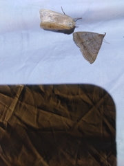 Zanclognatha lunalis