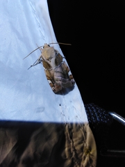 Cosmia diffinis