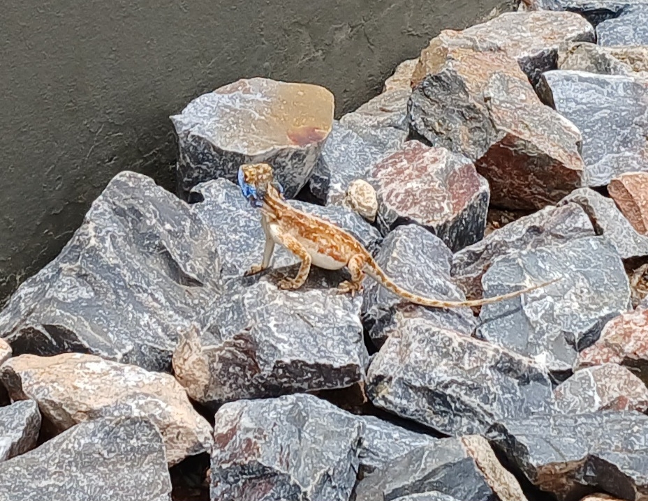 Agama aculeata Merrem, 1820