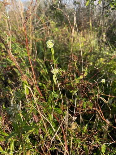 Foto de Vassourinha-de-botão