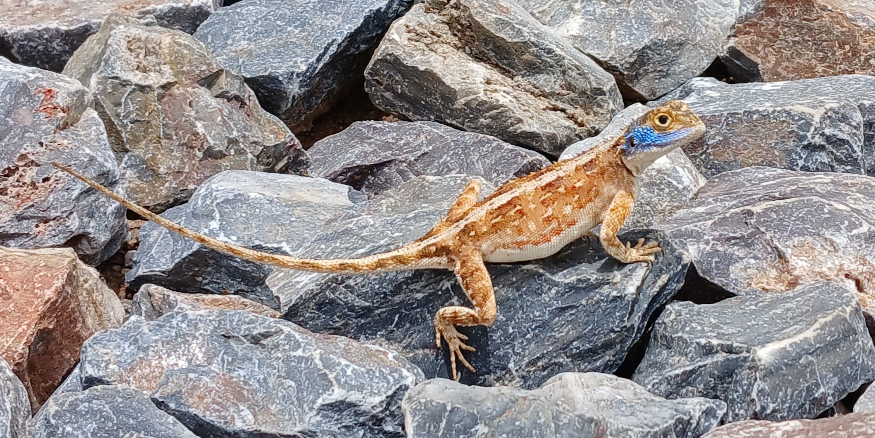 Agama aculeata Merrem, 1820